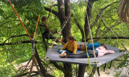Explorateur&middot;ices des arbres