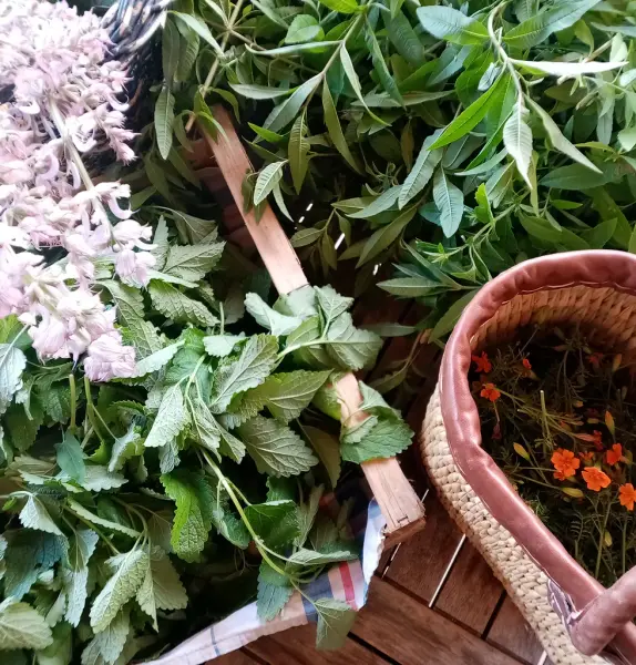 Portes ouvertes chez Fleur d'Artisane - productrice d'herbes aromatiques et m&eacute;dicinales