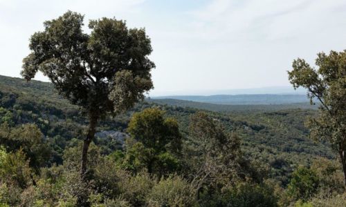 Je m'appelle for&ecirc;t