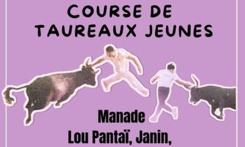 Course camarguaise taureaux jeunes