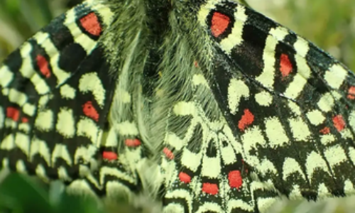 Sortie nature : "Les f&eacute;es papillons..."