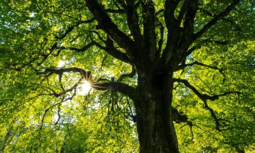Atelier : &Agrave; vos arbres, pr&ecirc;ts ? Plantez !