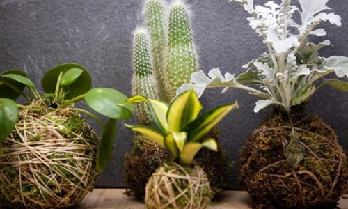 Atelier - Cr&eacute;ation de Kokedama