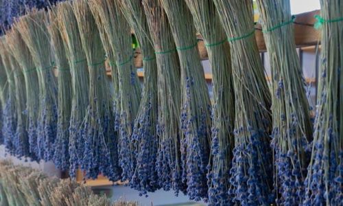 Atelier fuseaux de lavande