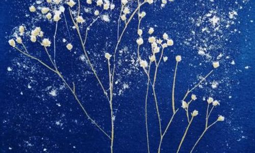 Stage de cyanotype