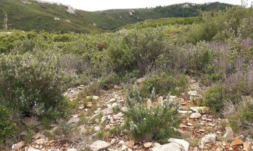 Entre garrigue et ch&egrave;vrerie