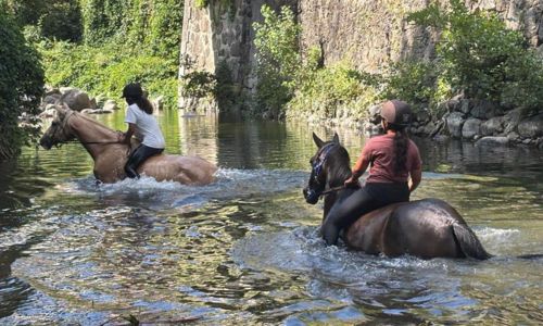 Les Poneys du Val d'Emeraude