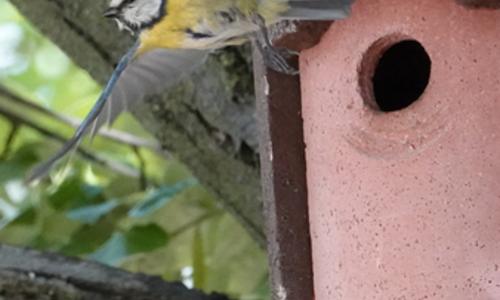 Stage d'ornithologie aux Jardins de la Fontaine