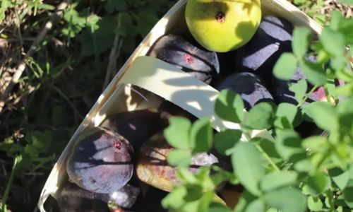 Ap&eacute;ro vigneron "Mi-figue, mi-raisin"