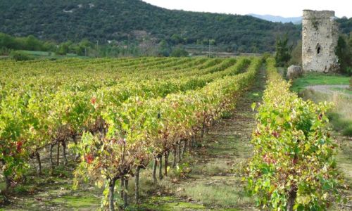 Jeux de vignes, je dis vin !