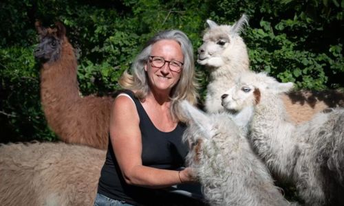 Balade avec des lamas