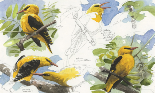 Initiation au dessin naturaliste &ndash; des croquis sur le vif