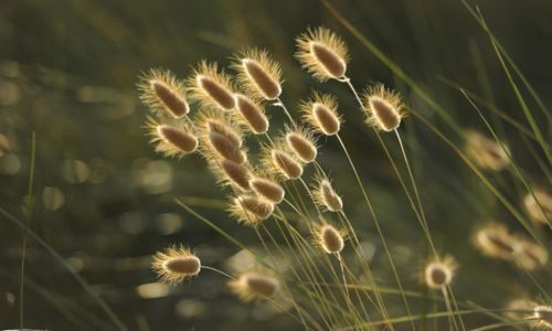 Festival M&egrave;re Nature, Festival des Plantes & du Vivant