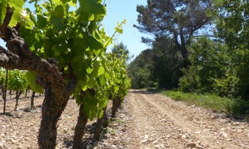 Sentier d&eacute;couverte vignes, vins et patrimoine