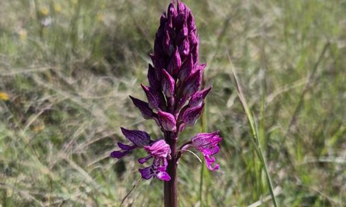 Les orchid&eacute;es sauvages du Causse noir