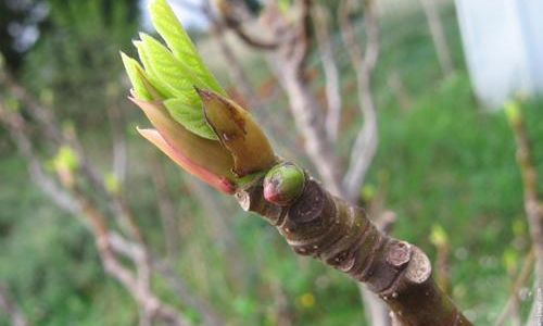 Atelier sur la g&eacute;mmoth&eacute;rapie