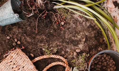 1er cours de permaculture : les vers de terre et leur r&ocirc;le cl&eacute; dans la sant&eacute; des sols