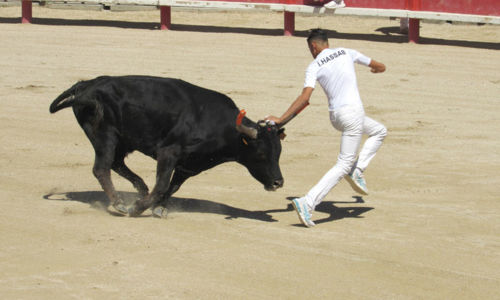 Course camarguaise du Club Taurin la Balestilla