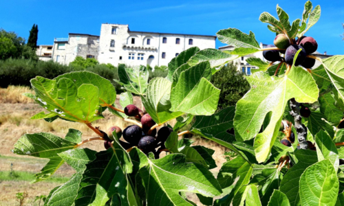 Sentier du Site Remarquable du Go&ucirc;t des figues