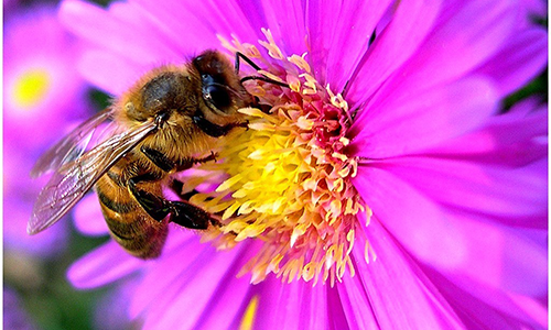 Exposition sur les Parcs et jardins du Gard