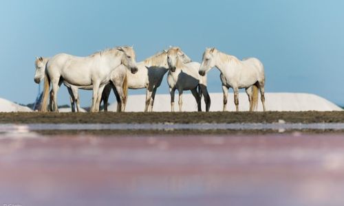 Ateliers photos : "Chevaux dans les Salins" - C&eacute;cile Domens