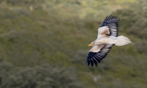 Balade - Rapaces et pastoralisme