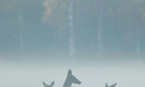 Sur les traces des animaux - Randonn&eacute;e &agrave; la demi-journ&eacute;e