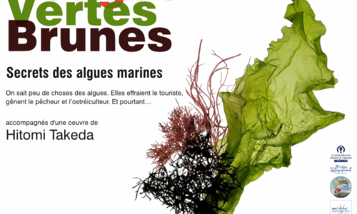 Exposition : Le secret des algues