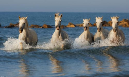 Ateliers photo : "Chevaux &agrave; la plage" - C&eacute;cile Domens