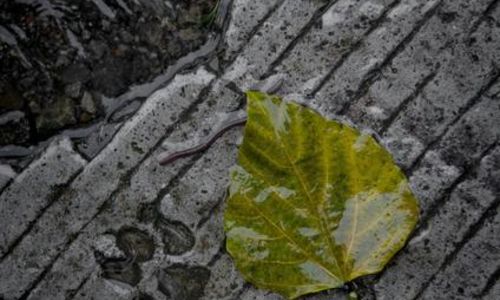 Atelier "Empreintes d&rsquo;animaux"