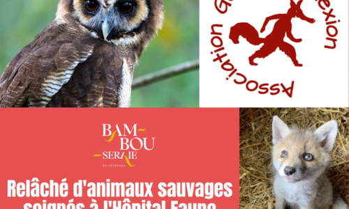 Assistez au rel&acirc;ch&eacute; d'animaux sauvages &agrave; la Bambouseraie !