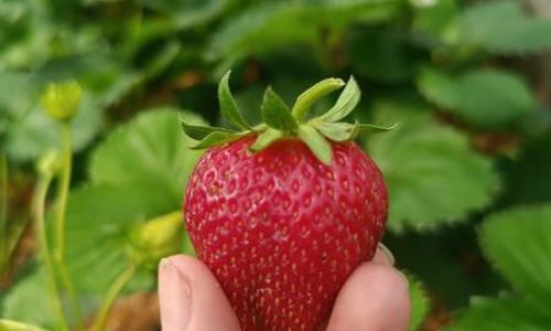 Sauvages & Compagnie