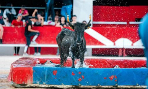 Toro piscine