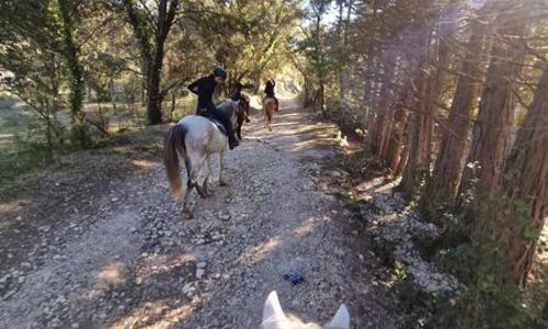 Balade en for&ecirc;t &agrave; cheval - Les Poneys d'Aurel