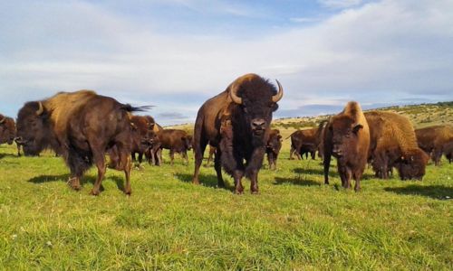 Comp&eacute;tition de Tri de B&eacute;tail Western : le Ranch Sorting