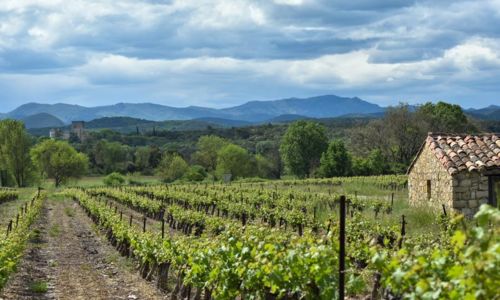 Visite du vignoble & d&eacute;gustation des vins - Mas des Cabrettes