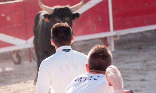 Courses Camarguaises Challenge 2026 de la Terre d'Argence &agrave; Beaucaire