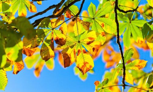 Balade interg&eacute;n&eacute;rationnelle - Les tr&eacute;sors de l'automne