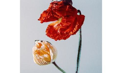 Exposition - Fantasy Garden photos de Sylvie Bessou