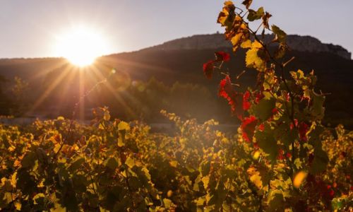 Syndicat des Vins de St Gervais