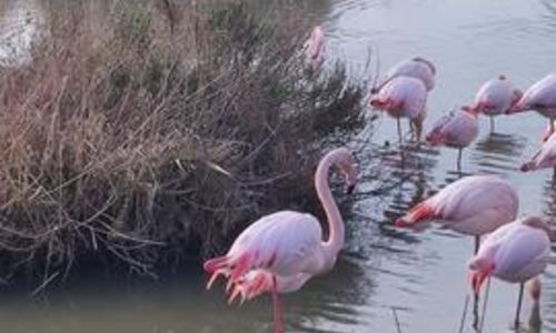 Balade &agrave; v&eacute;lo &agrave; la d&eacute;couverte des flamants roses - Happy Tour Camargue