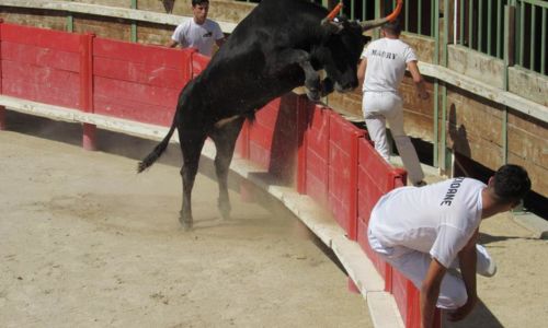 Troph&eacute;e Camargue M&eacute;dical - Course camarguaise - 2e journ&eacute;e