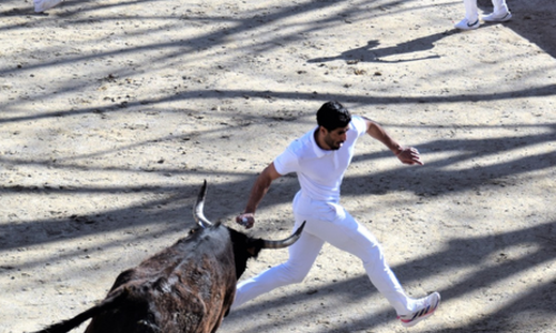 Course camarguaise Ligue Occitanie