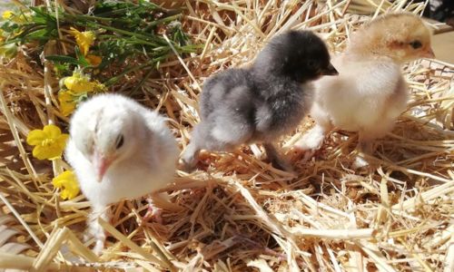 F&ecirc;te de la moisson &agrave; la ferme !
