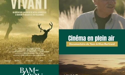 Cin&eacute;ma en plein air &agrave; la Bambouseraie en C&eacute;vennes
