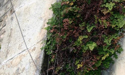 Sortie botanique : "Sauvages de ma rue"