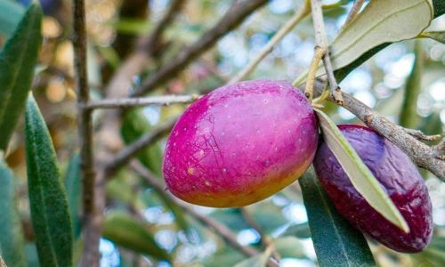 Concours photo - 2e session : Abondance de Fruits