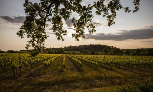 Balades Vigneronnes