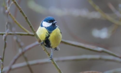 Atelier LPO &mdash; Autour des oiseaux
