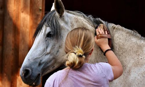 Visites guid&eacute;es matinales du Haras National d'Uz&egrave;s - Uz&egrave;s, Ville d'art et d'histoire